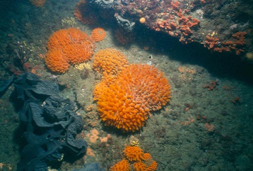 Sponges, Parininihi Marine Reserve