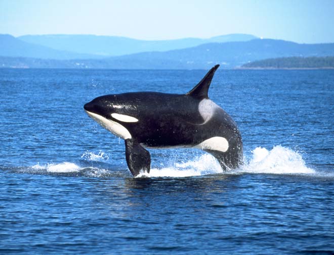 Breaching orca
