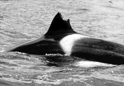 Misshapen dorsal fin