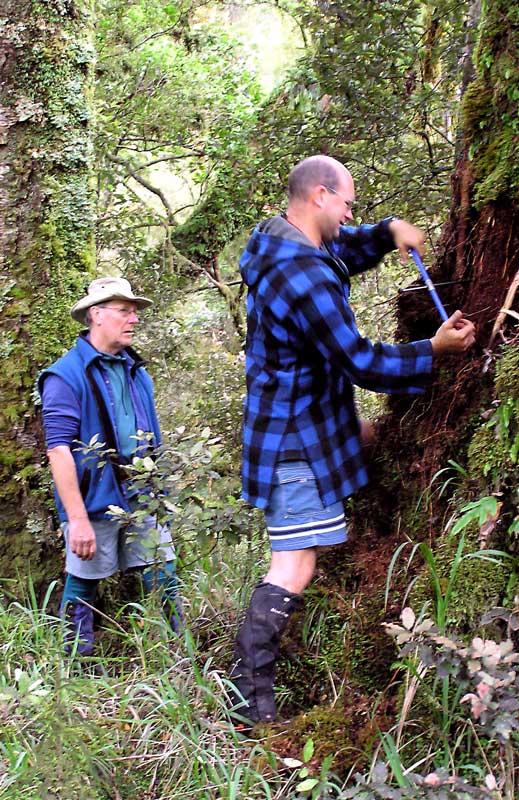 Tree ring evidence of fault movement 