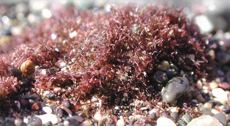 A rare red seaweed