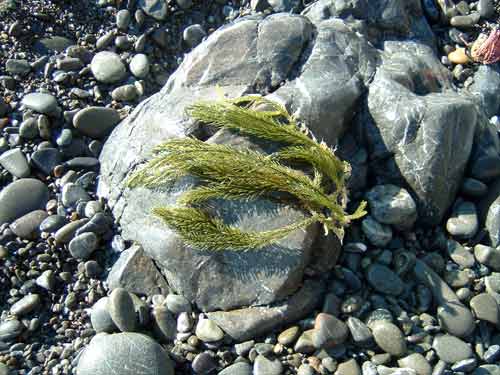 Sea rimu 