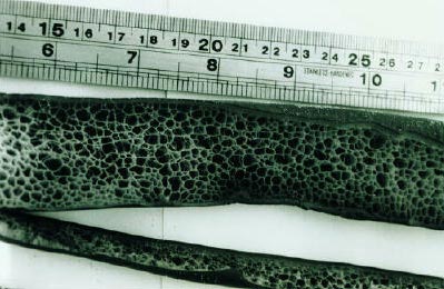Bull kelp’s honeycombed structure