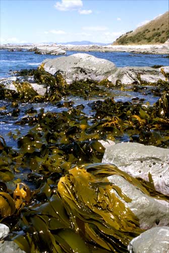 Bull kelp 