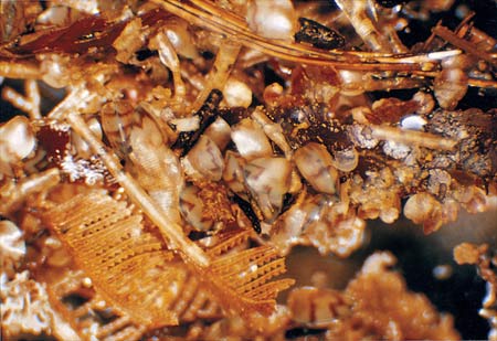 Mussel spat attached to seaweed