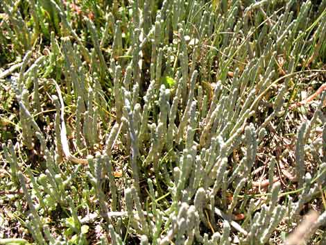 Saltwort
