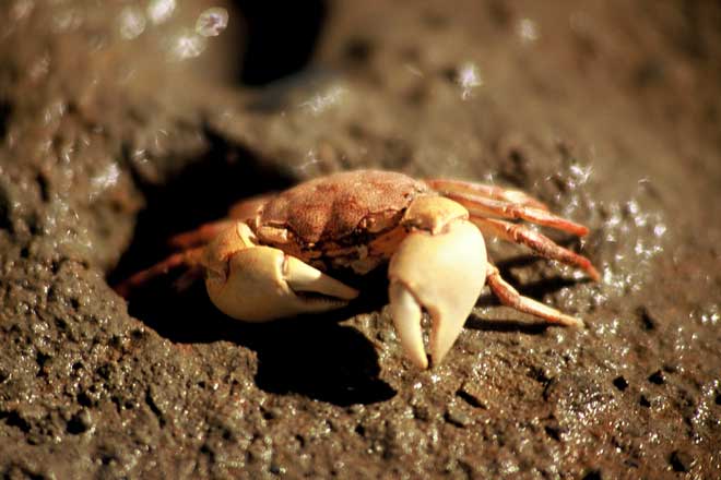 Mud crab at its burrow