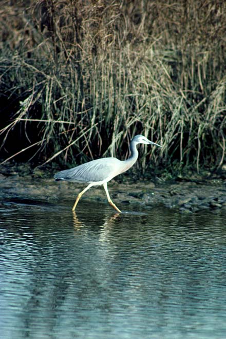 White-faced heron
