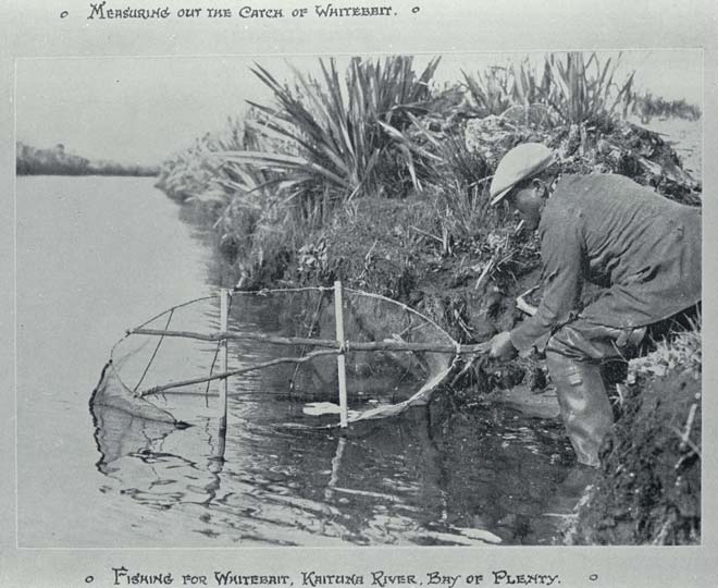 Whitebaiting, Kaituna River