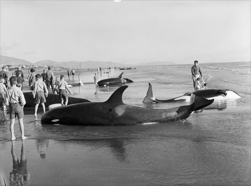 Stranding, Paraparaumu Beach