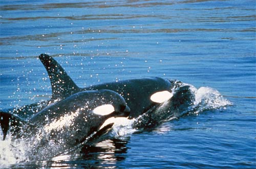 Mother and calf