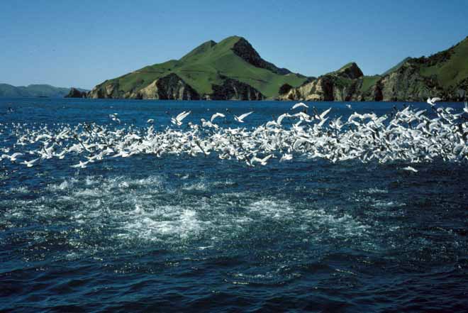 Surfacing fish