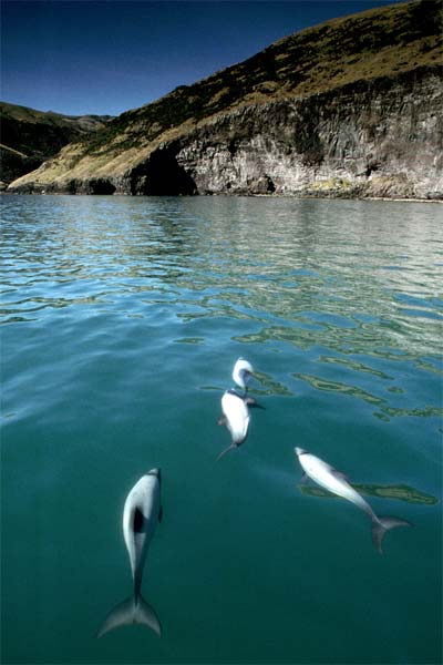 Hector’s dolphins, Banks Peninsula