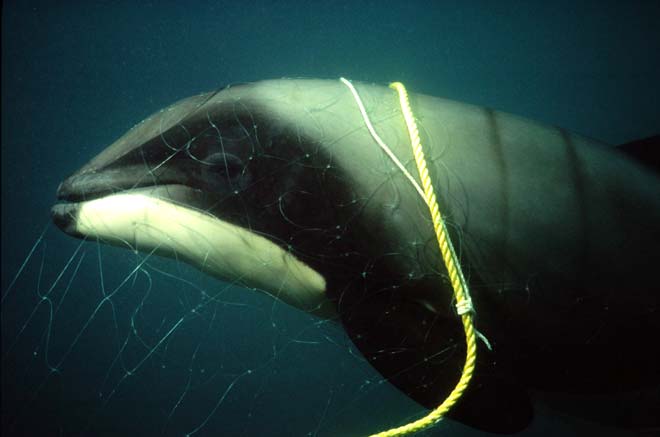 Dolphin caught in a set net