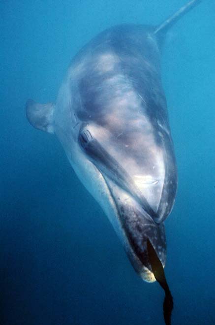 Bottlenose dolphin
