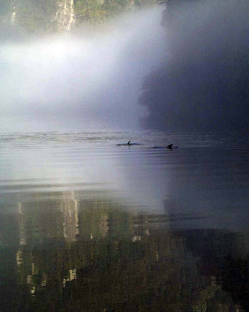Fiordland bottlenose dolphins