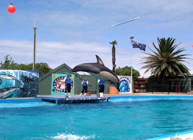 Dolphin at Marineland