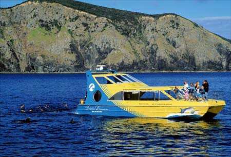Swimming with dolphins