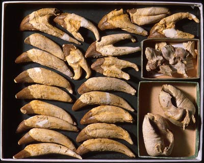 Fossilised teeth 