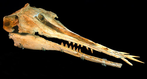 Fossilised skull
