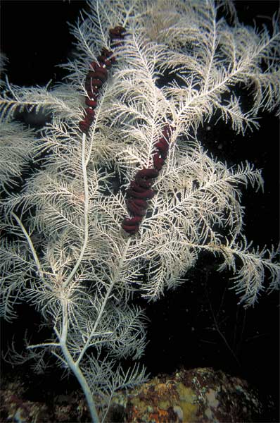 Black coral