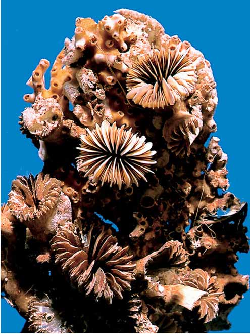 Cup corals