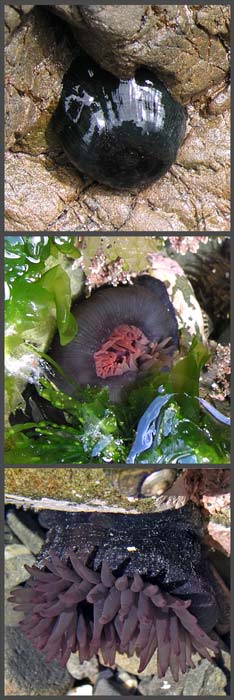 Red sea anemone 