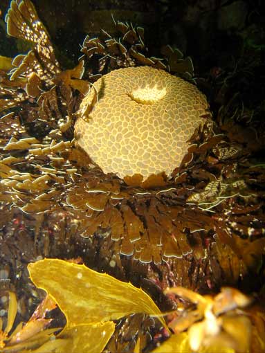 Wandering anemone 