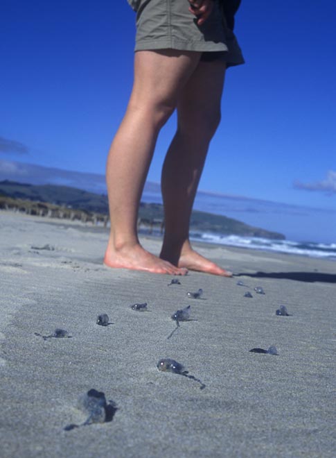Legs of man next to group of blue jellyfish on beach