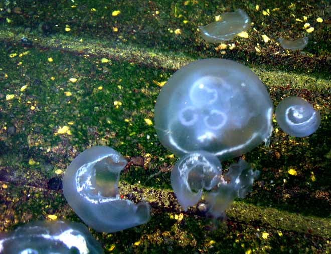 Moon jellyfish