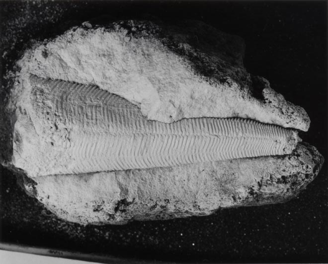 Fossil conulariid