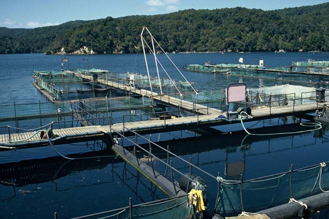 Big Glory Bay salmon farm