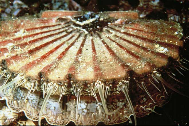 Scallops