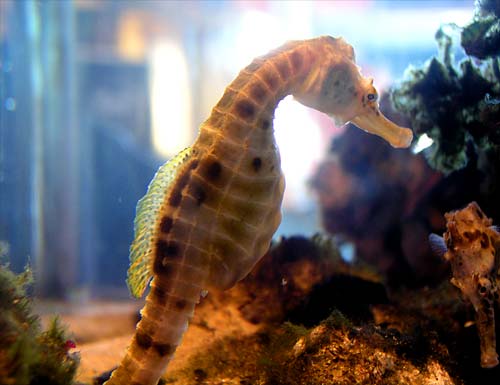 Native seahorse