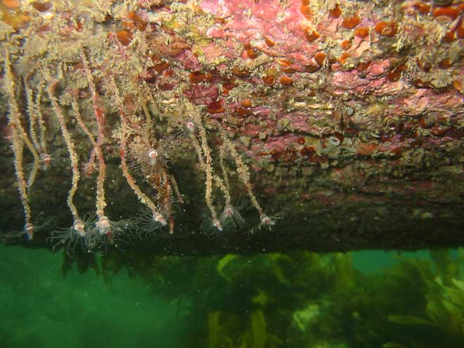 Hydroids feeding