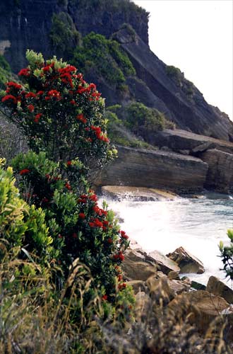 Pōhutukawa