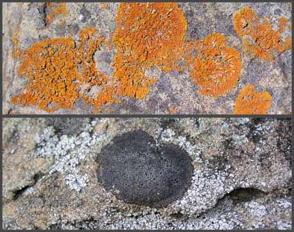 Coastal lichens