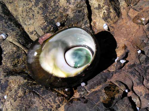 Common sea snails 