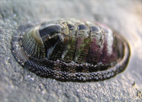 Chitons 
