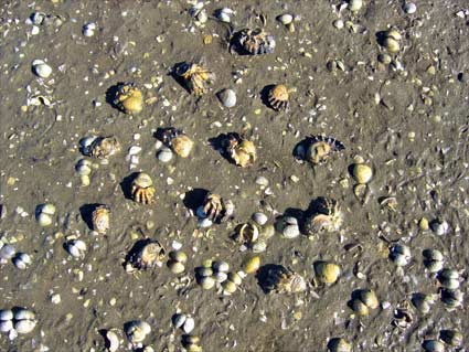 Pacific oysters
