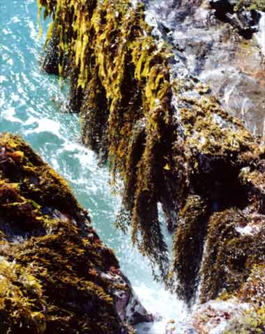 Brown seaweeds