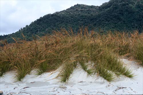 Plants of the sand dunes 