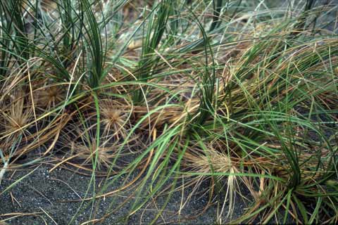 Spinifex 