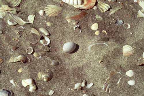 Birds of the shoreline 
