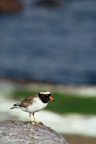 Shore plover 