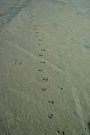 Cat footprints