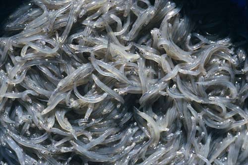 Whitebait