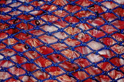 Orange roughy