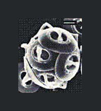 A coccolithophore