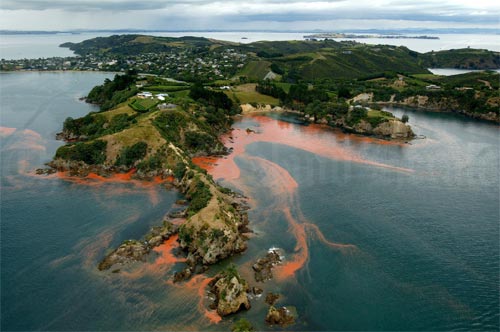 Plankton bloom off Waiheke Island